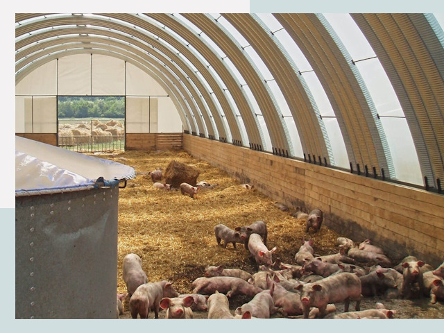 Строительство свинарников в Кингисеппе